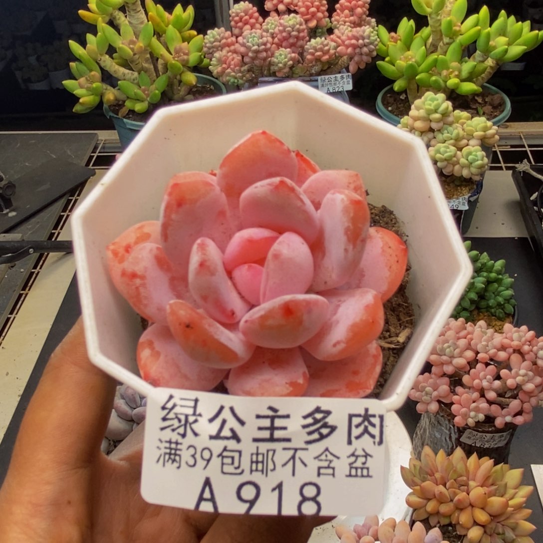 918冰糕多肉肉5c m