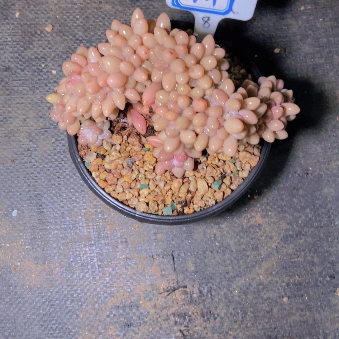 ****一2701汤圆缀化一颗