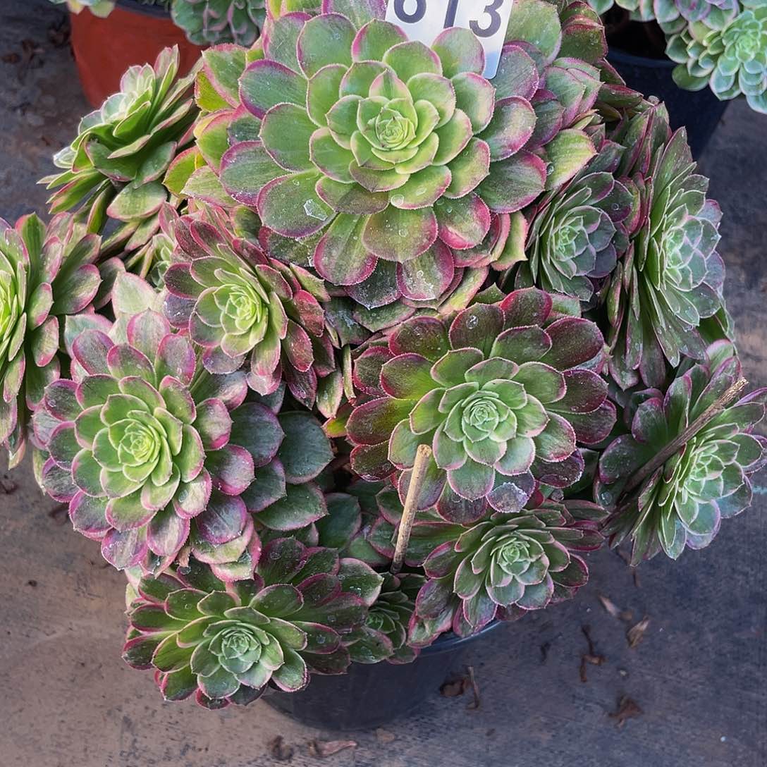 多肉法师613号莲花座发货不包损