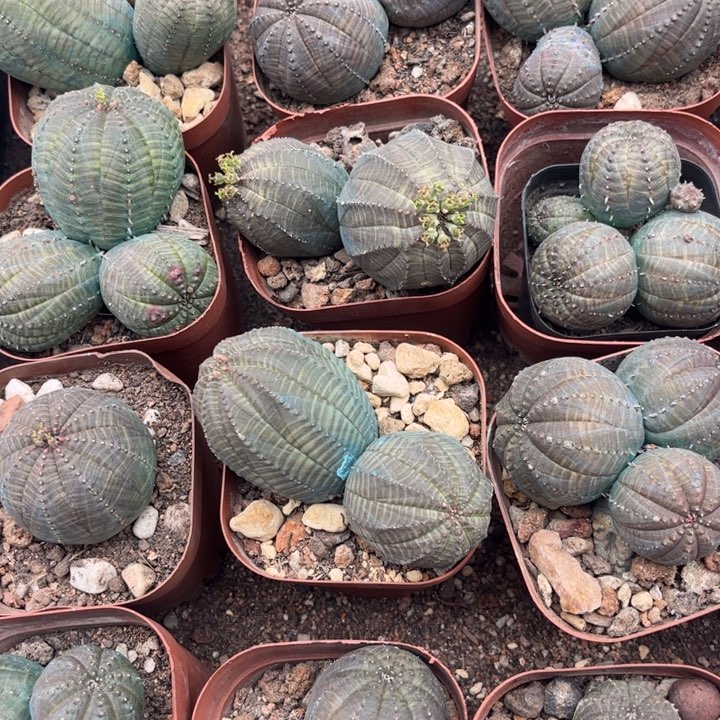 群生布纹球好养皮实