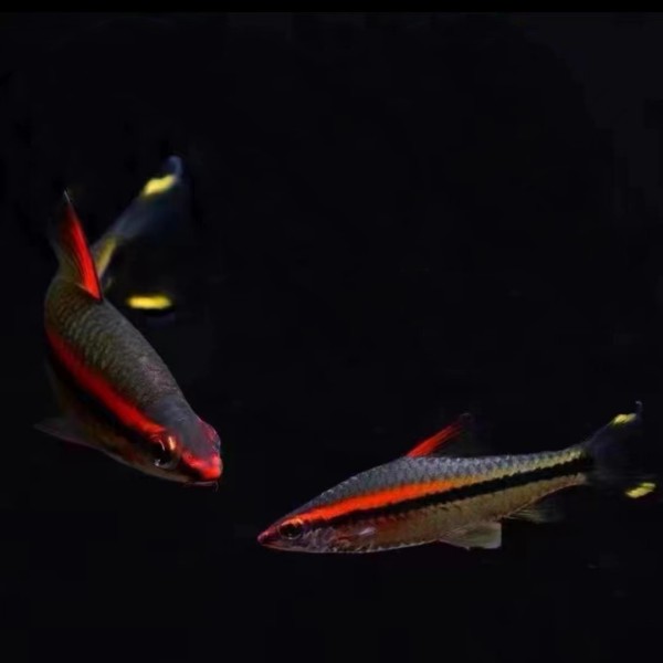 宠鱼水族 一眉道人 热带鱼 活体观赏鱼 群游鱼