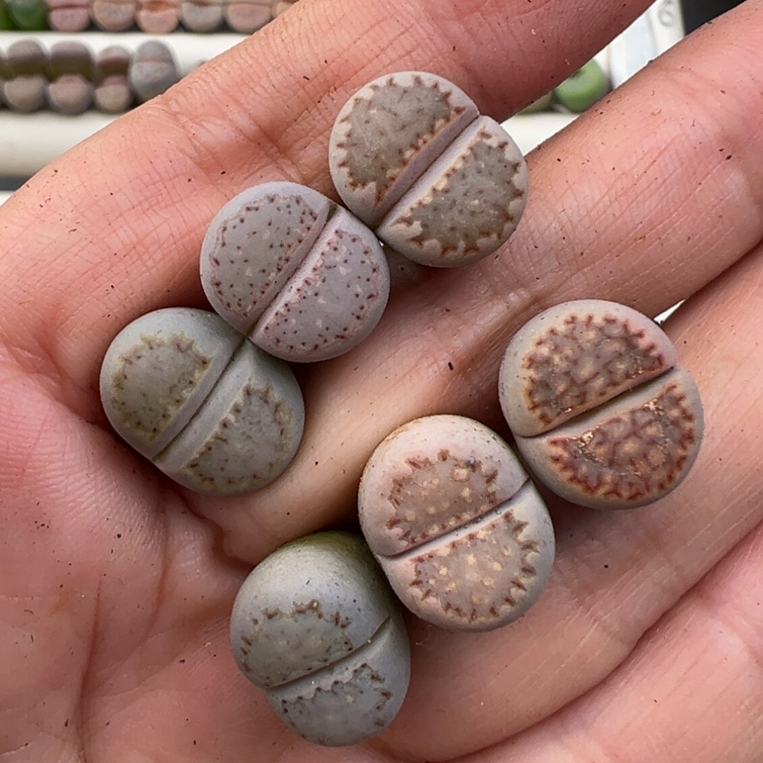 微***瓜12.12好看的多肉脱土发货779