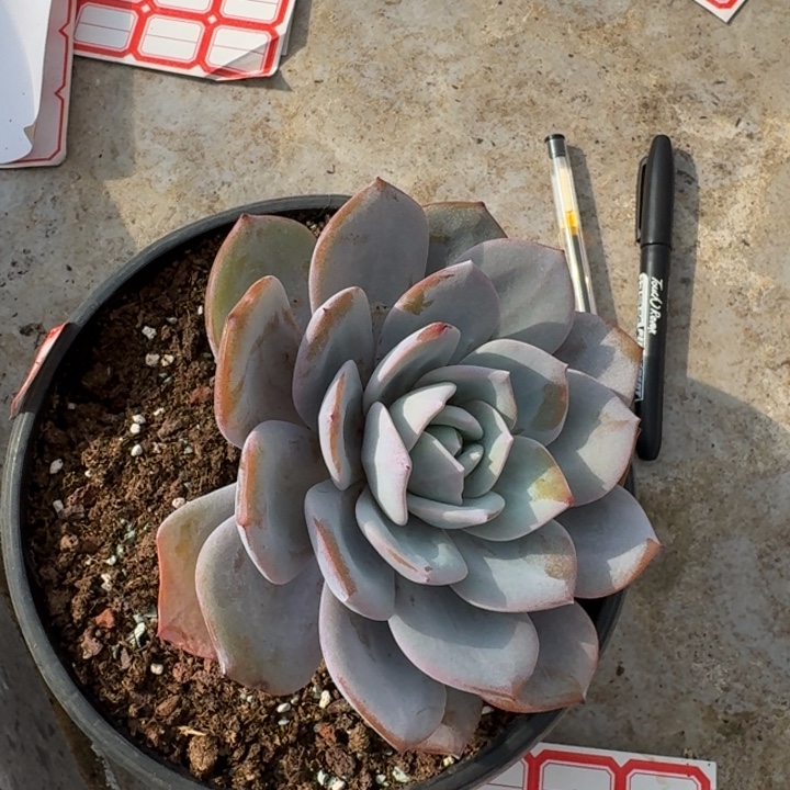 关***店单头奶茶新号福利价