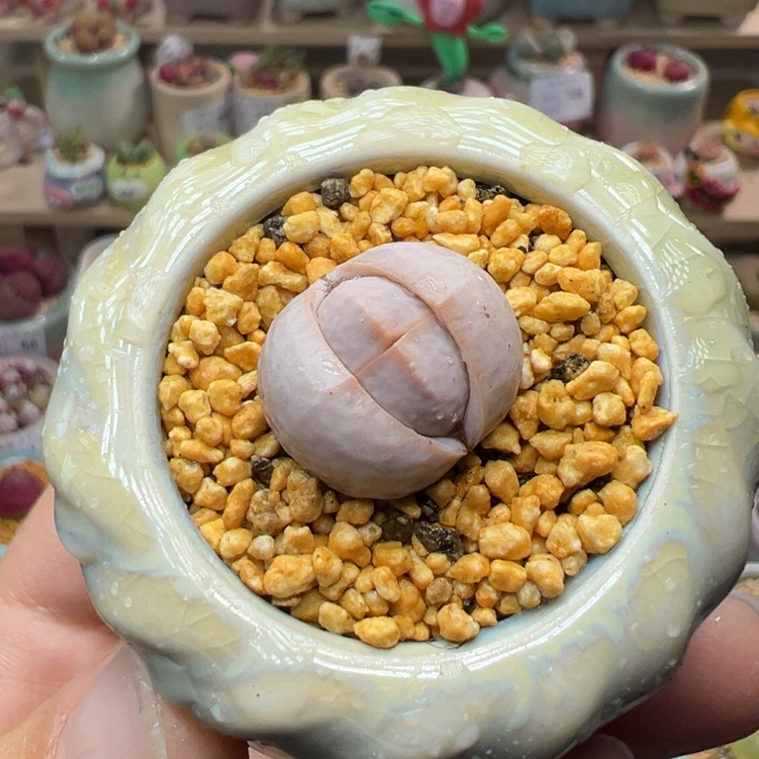 多肉植物226号高尔夫