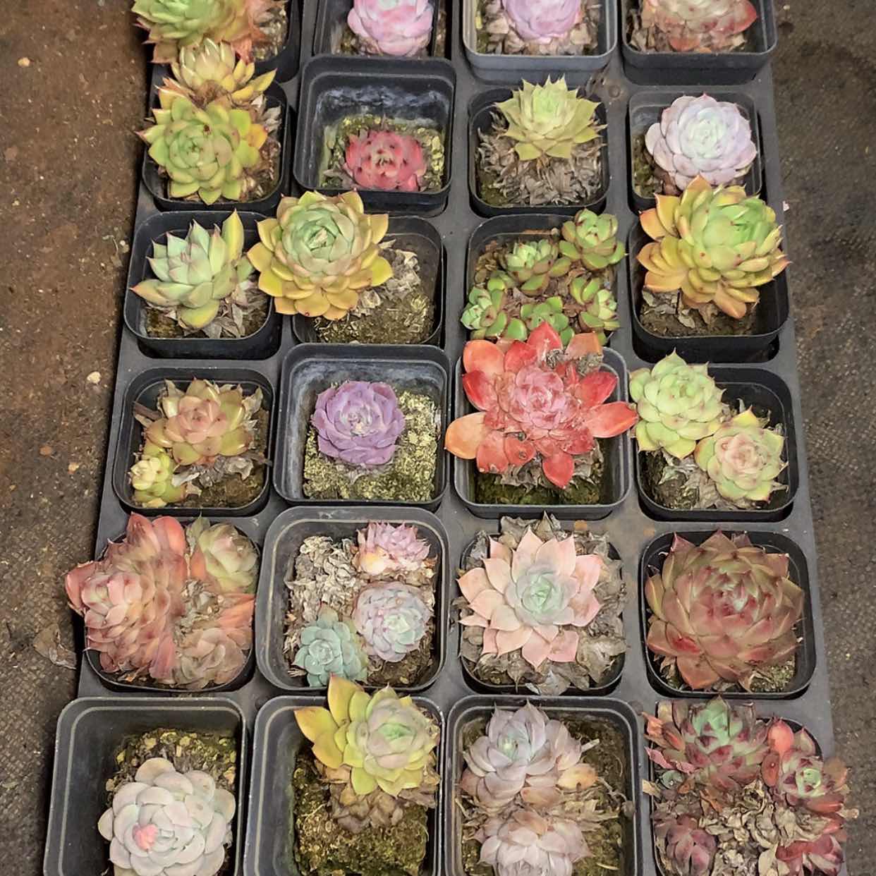 【闪购商品】云1037