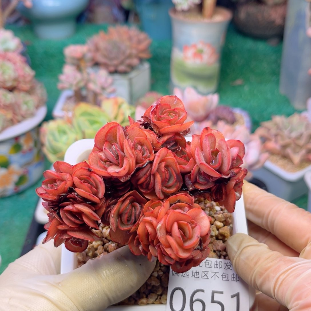 大0651？z b x b c b b n