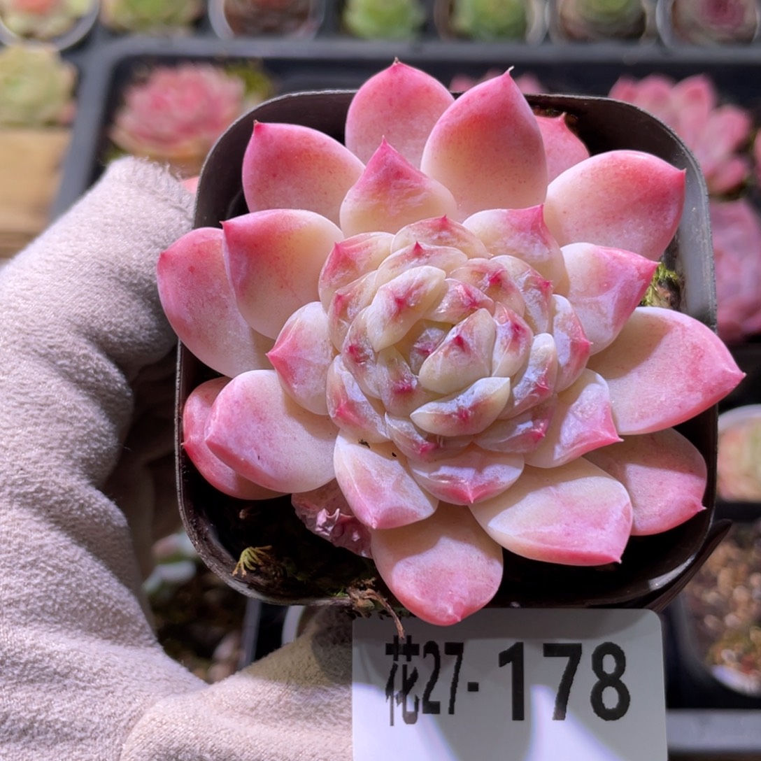 花利美27-178秘境冰魄
