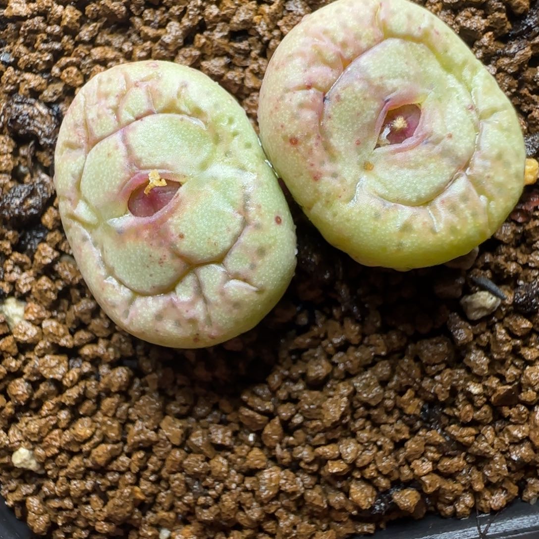 多肉植物精选猴脸85号