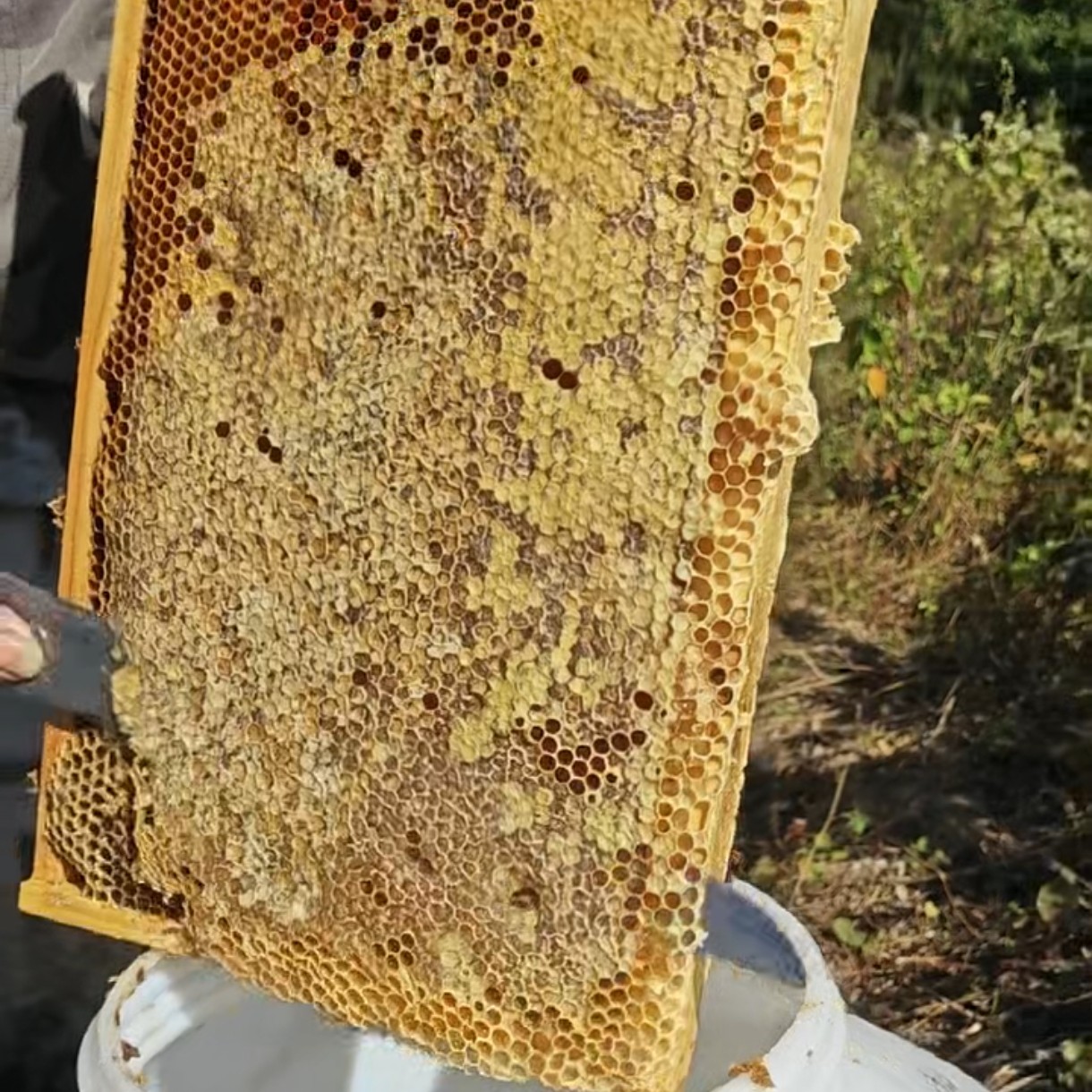 蜂蜜 百花蜜 1瓶2斤  山里野生花蜂蜜 天然原蜜 秋冬蜜