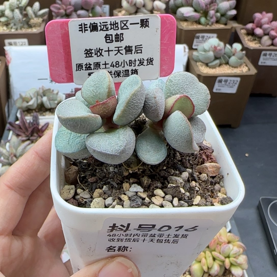 016白雪公主多肉