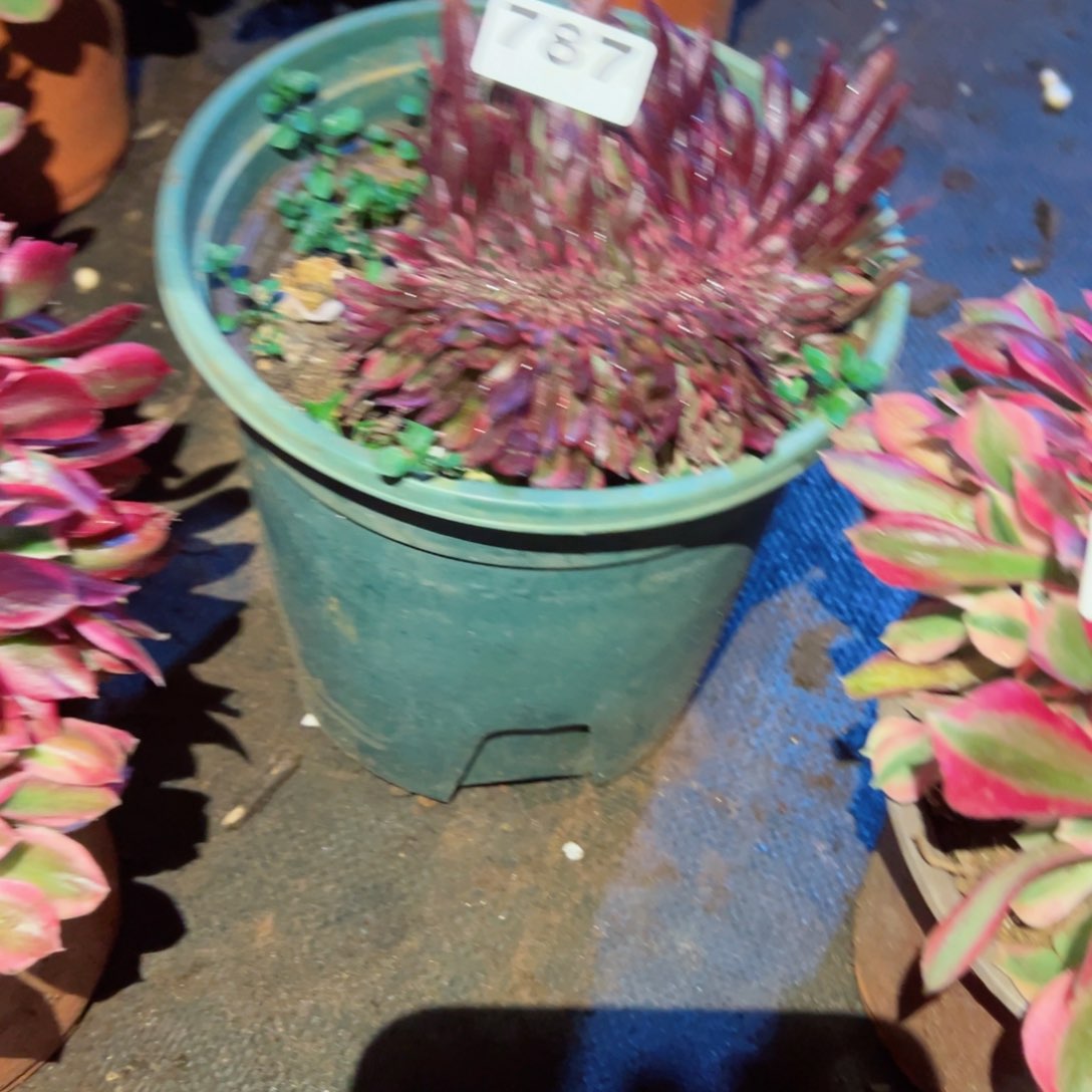 787 号多肉植物新年福利