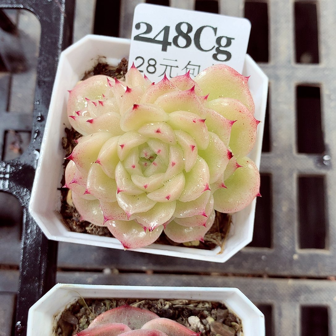 5厘米盆精控多肉248