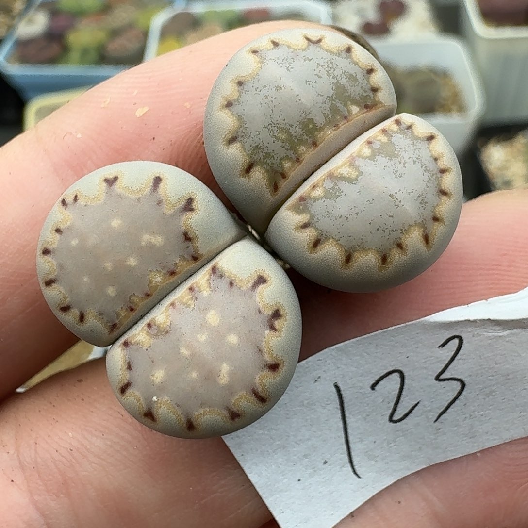 123多肉哈哈哈哈哈给哥哥