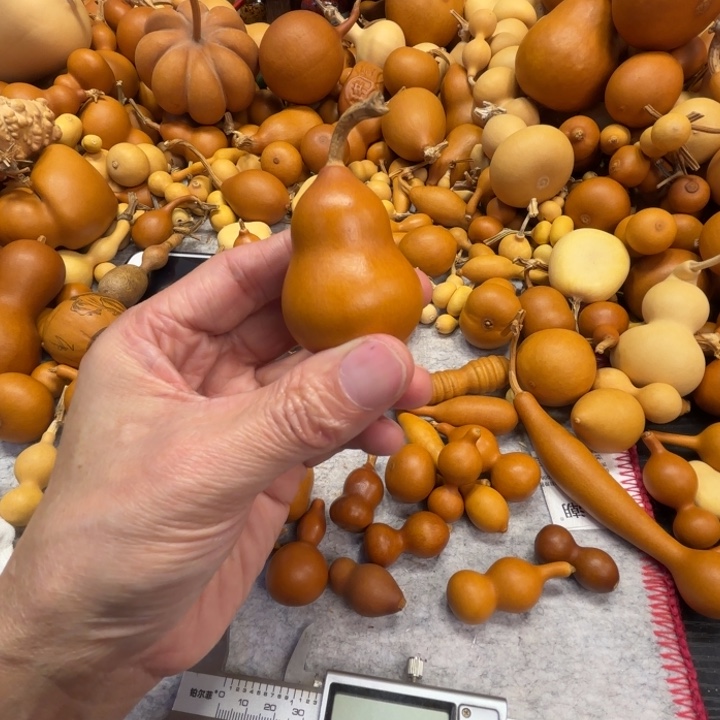 P***a爬上了一把胖墩葫芦葫芦