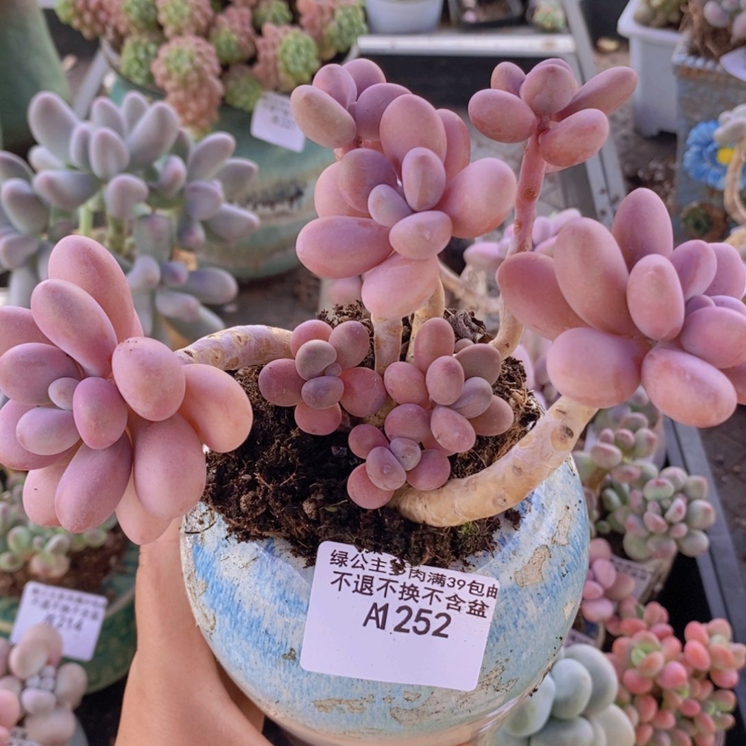 糖果桃蛋老桩10cm252多肉植物