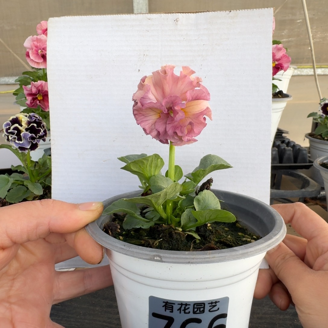 无花朵766号角堇