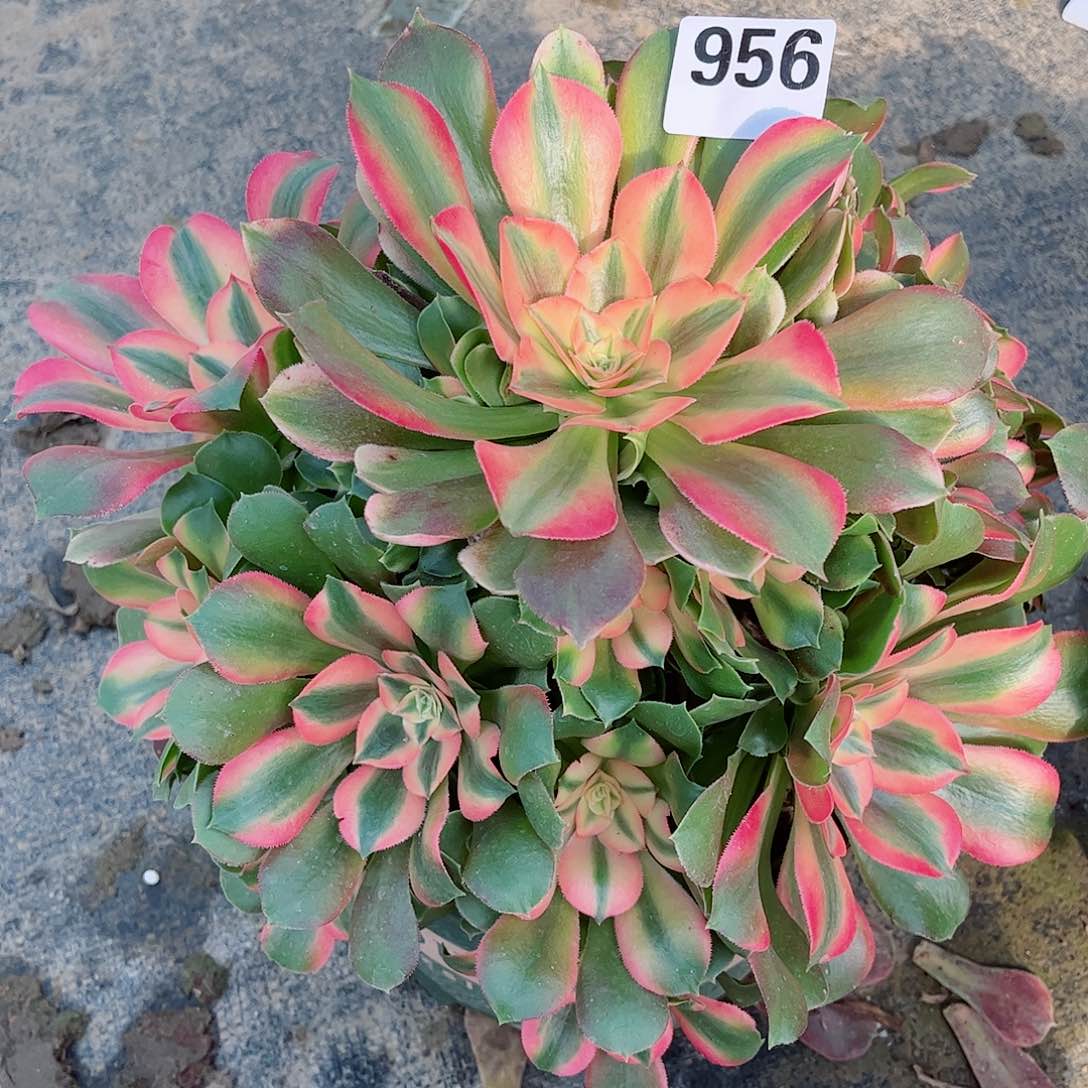 无花朵菲***桃多肉植物香妃956