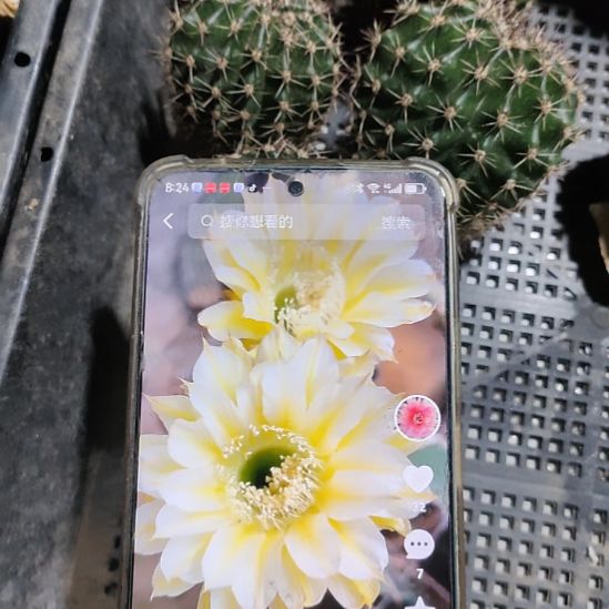 仙人球彩草伊卡洛斯侧芽