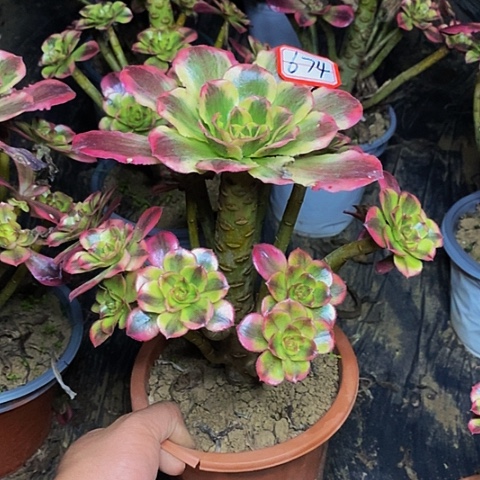 魅影老桩捧花法师674号
