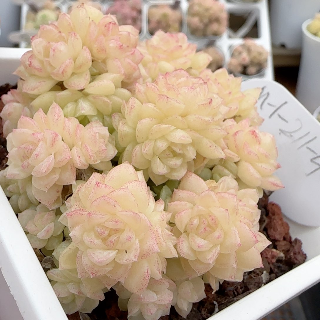 【闪购商品】0209-40（m1-211-4）