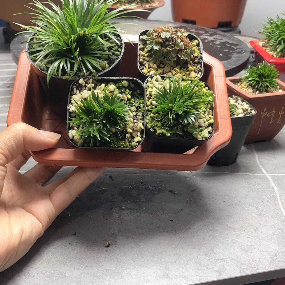 莫***穷菖蒲4盆4品种组合