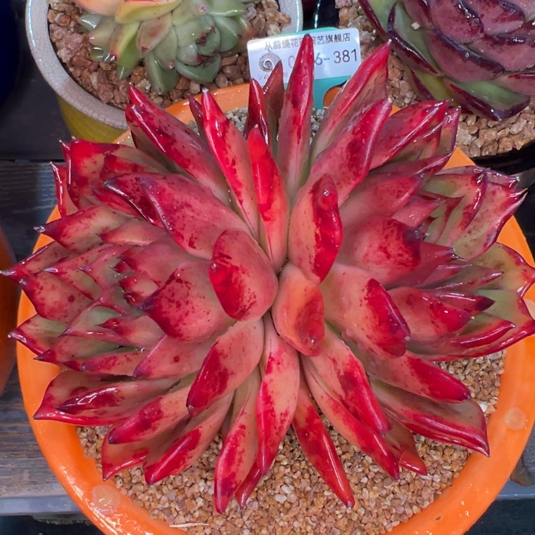 从前慢多肉精选编号0216.381