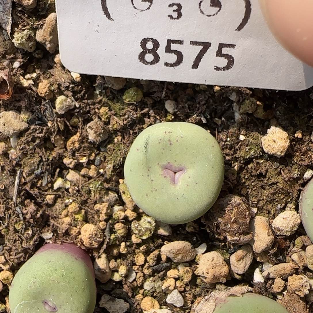 8575。默认脱土。18包邮。偏远88包邮