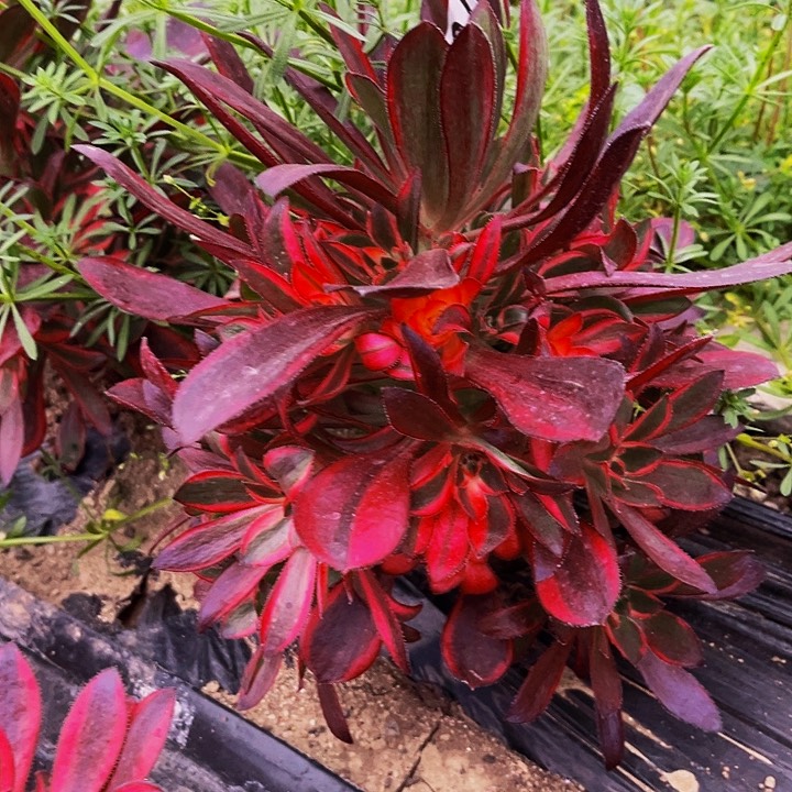 709带花蝴蝶多肉