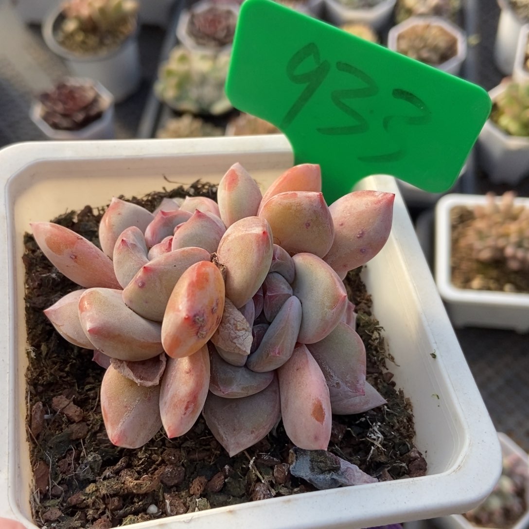 933石榴籽多肉植物保护