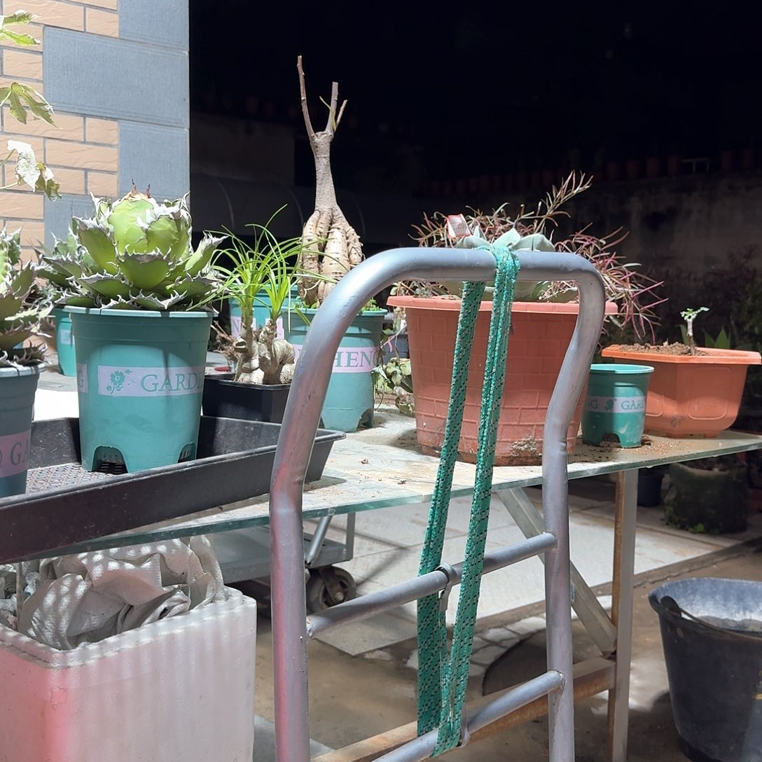 拽***无花朵昆士兰瓶杆树