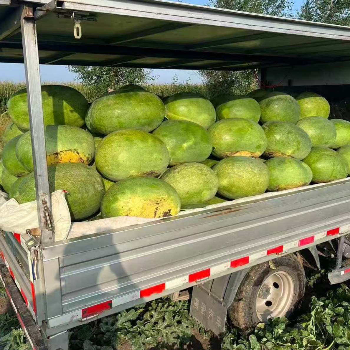 君威大红宝，绿皮新红宝西瓜种子，沙甜爽口（每盒1000粒）