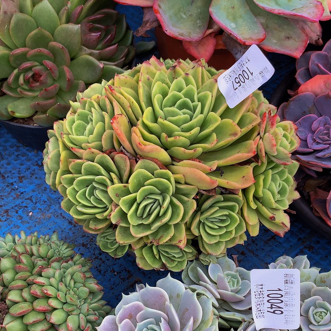 涟***蜂    冰玫瑰多肉10057