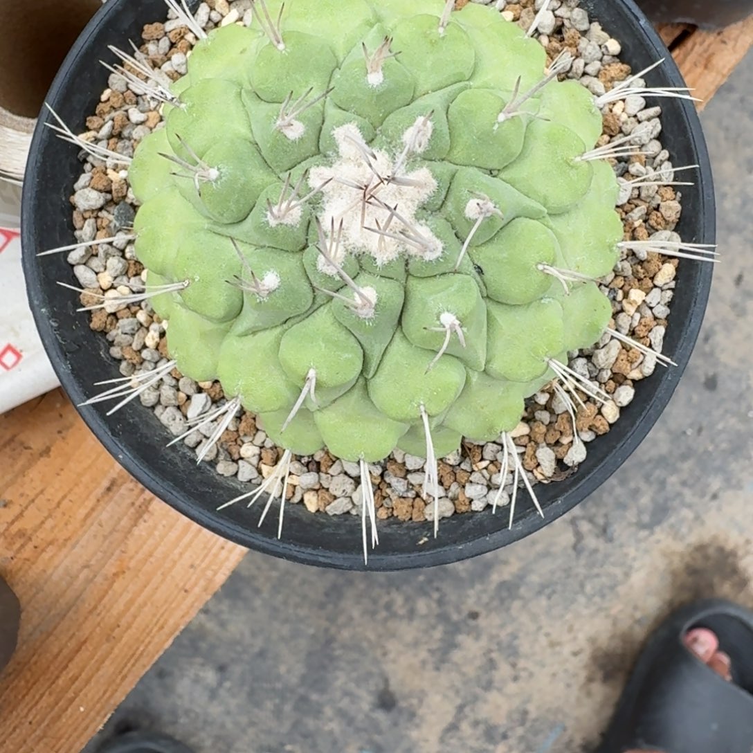 蓝***色仙人球一物一拍菊水