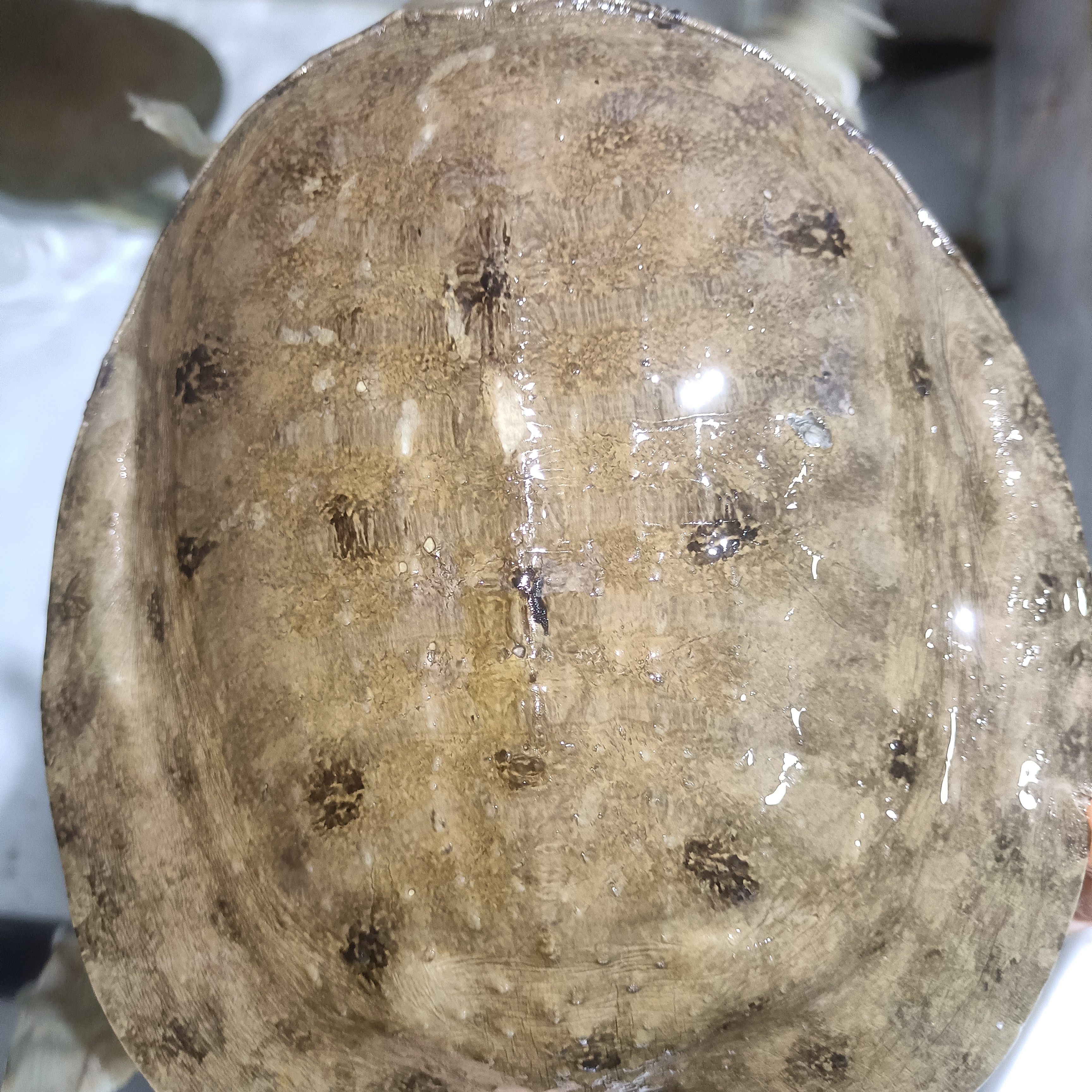 野生甲鱼团鱼老鳖