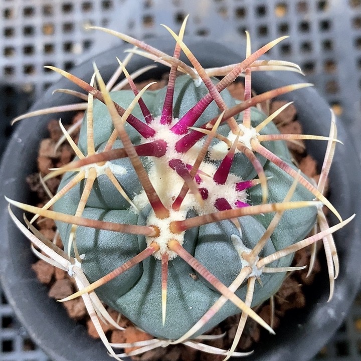 孤品实生优选粗刺高木绯冠龙56号4.8cm