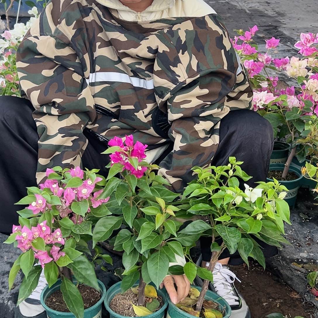 大部分开放少量花苞比巴粉，维拉白，菲菲娜组合