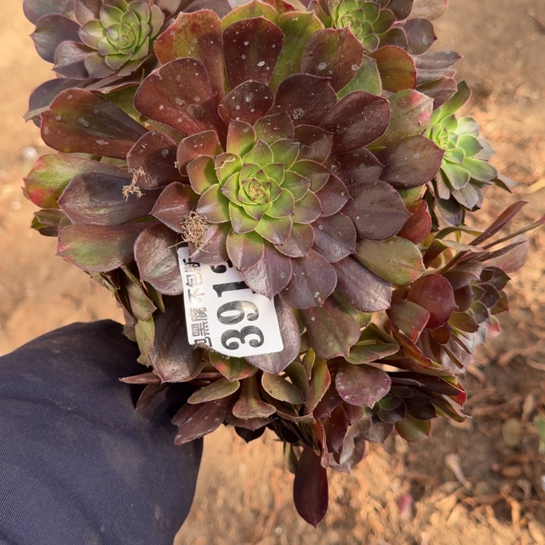 法师万七彩3913 18-2