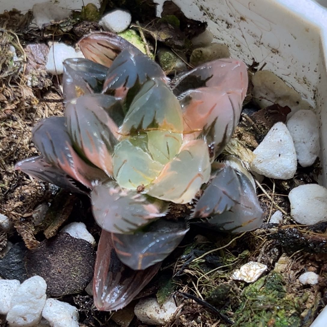 恭喜发财大吉大利506多肉