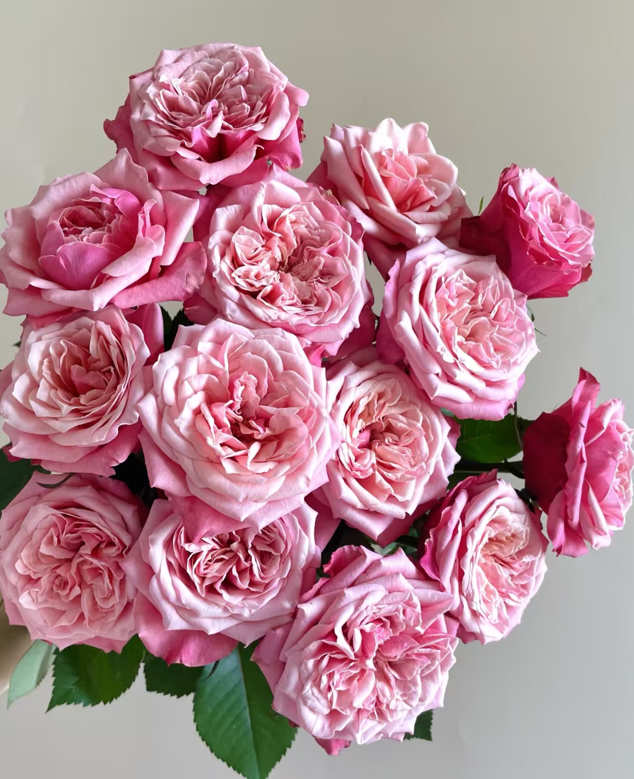 闺蜜-高级单头玫瑰-花瓣厚实 易开易养