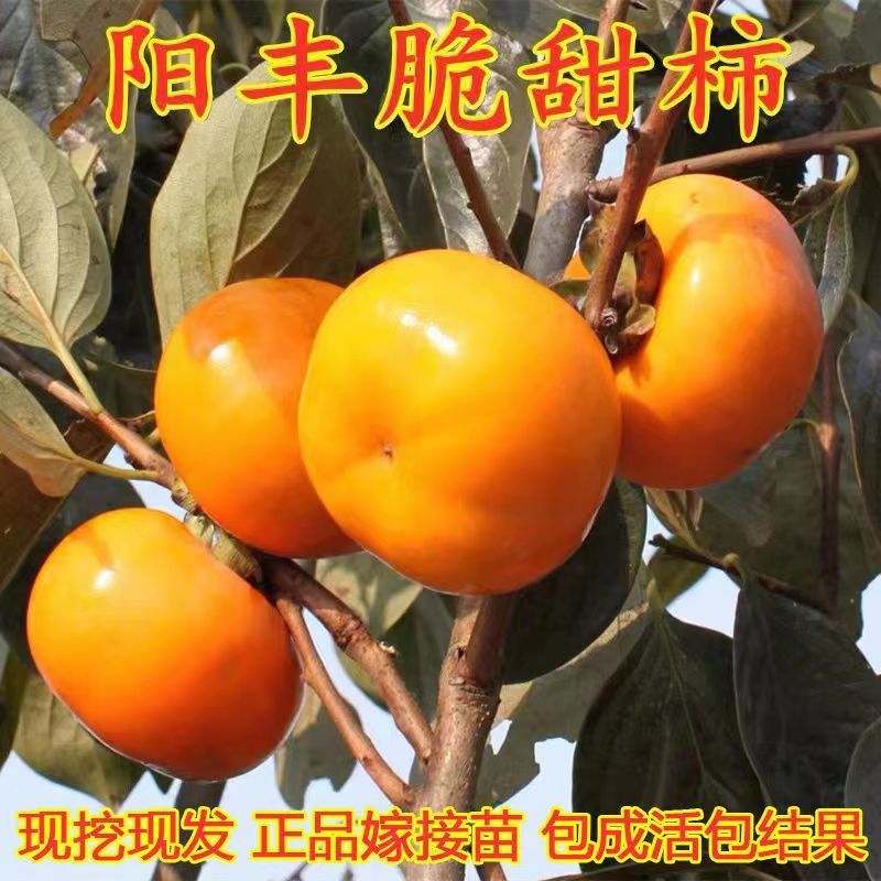 脆甜柿子树苗（阳丰、太秋）