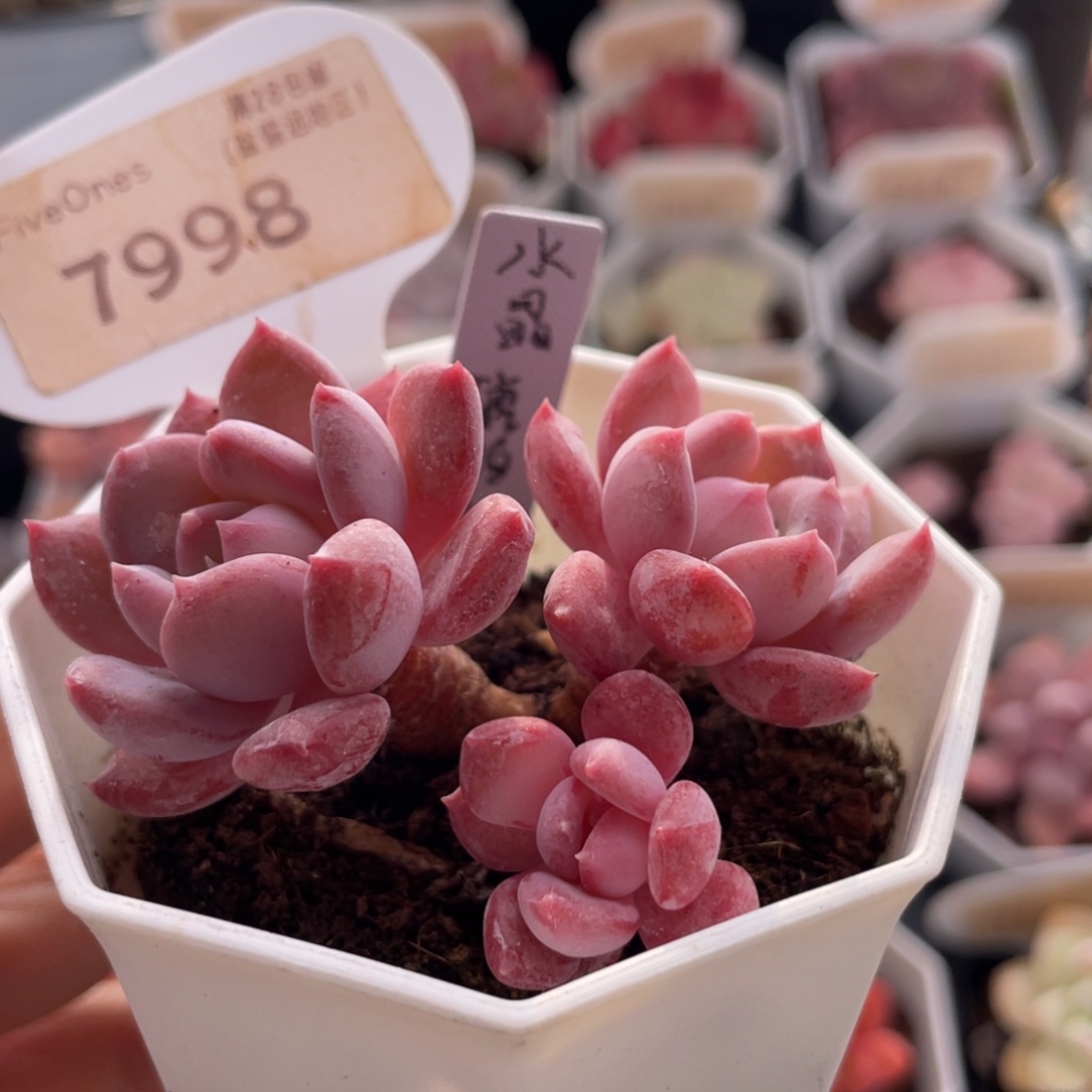 水晶琥珀7998-6.0厘米