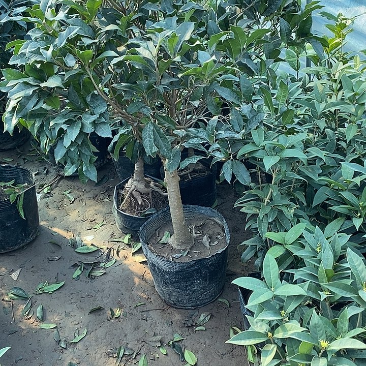 完全开放老金桂花