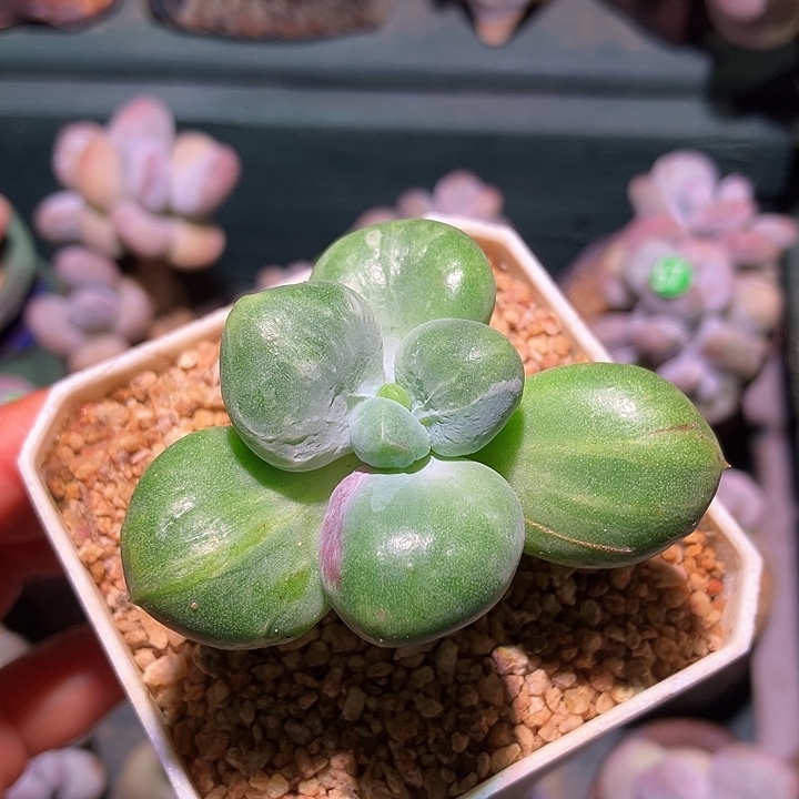 乌里韦亚石化拉丝