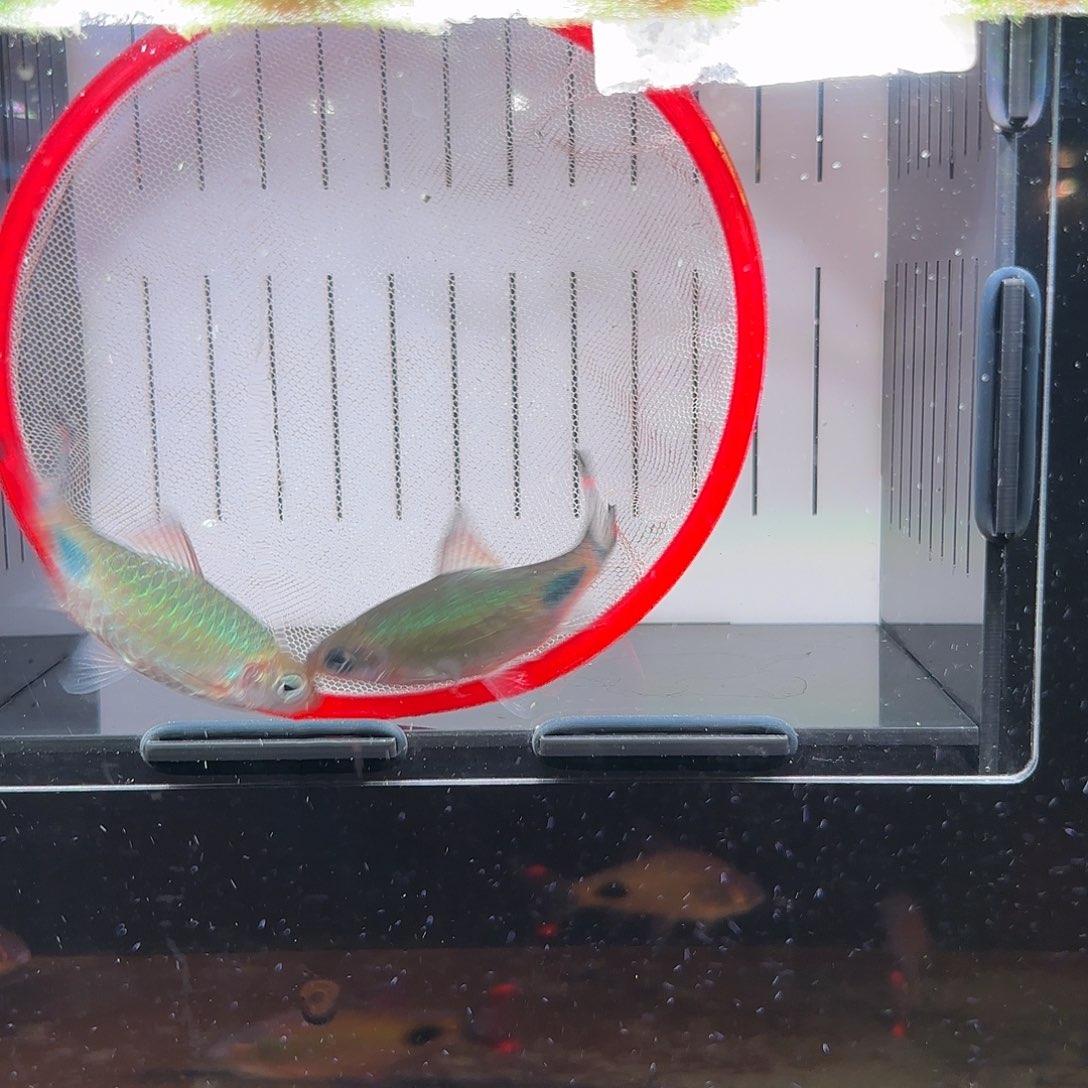 红杂2 条 公母随机