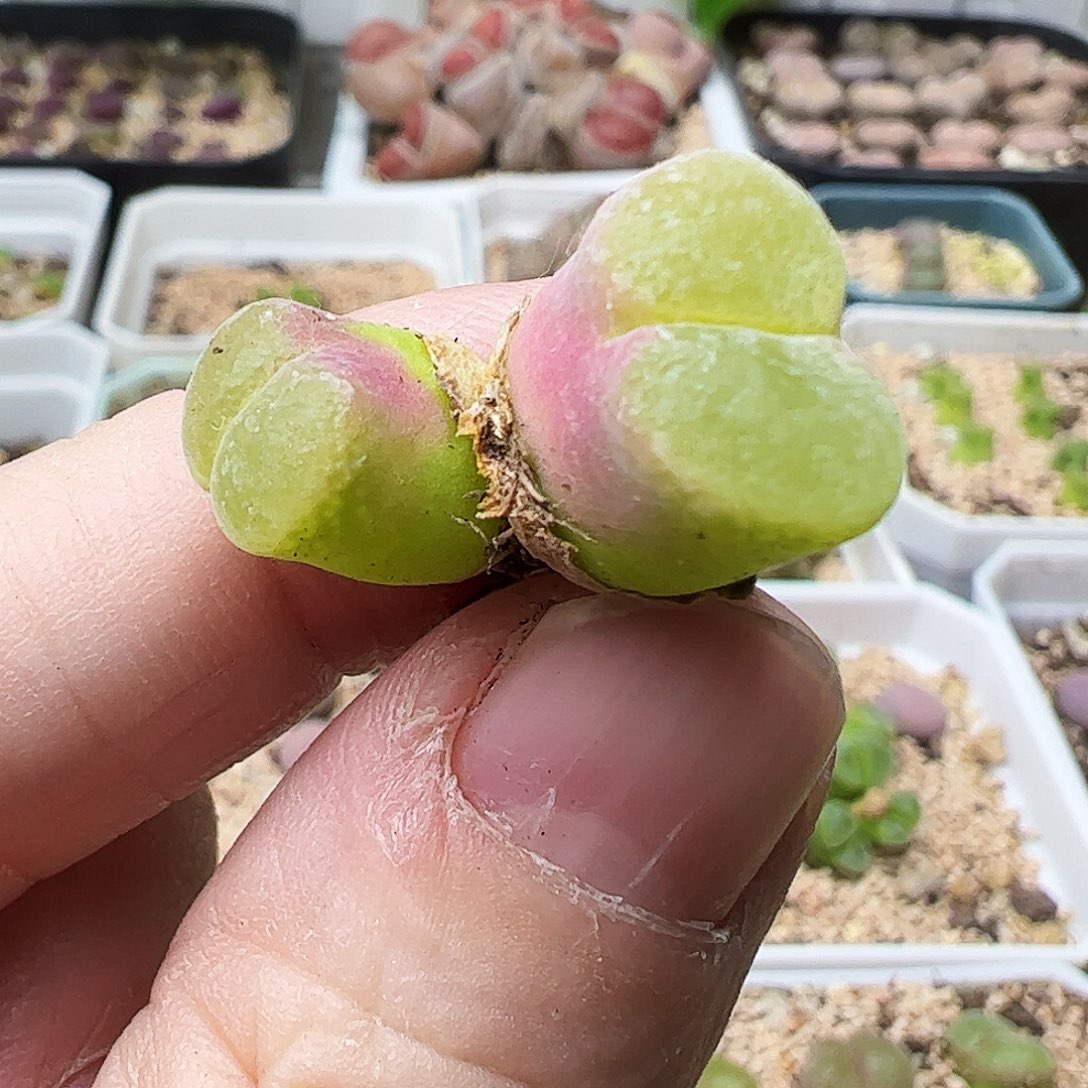 全部花朵粉红女郎风铃玉……………