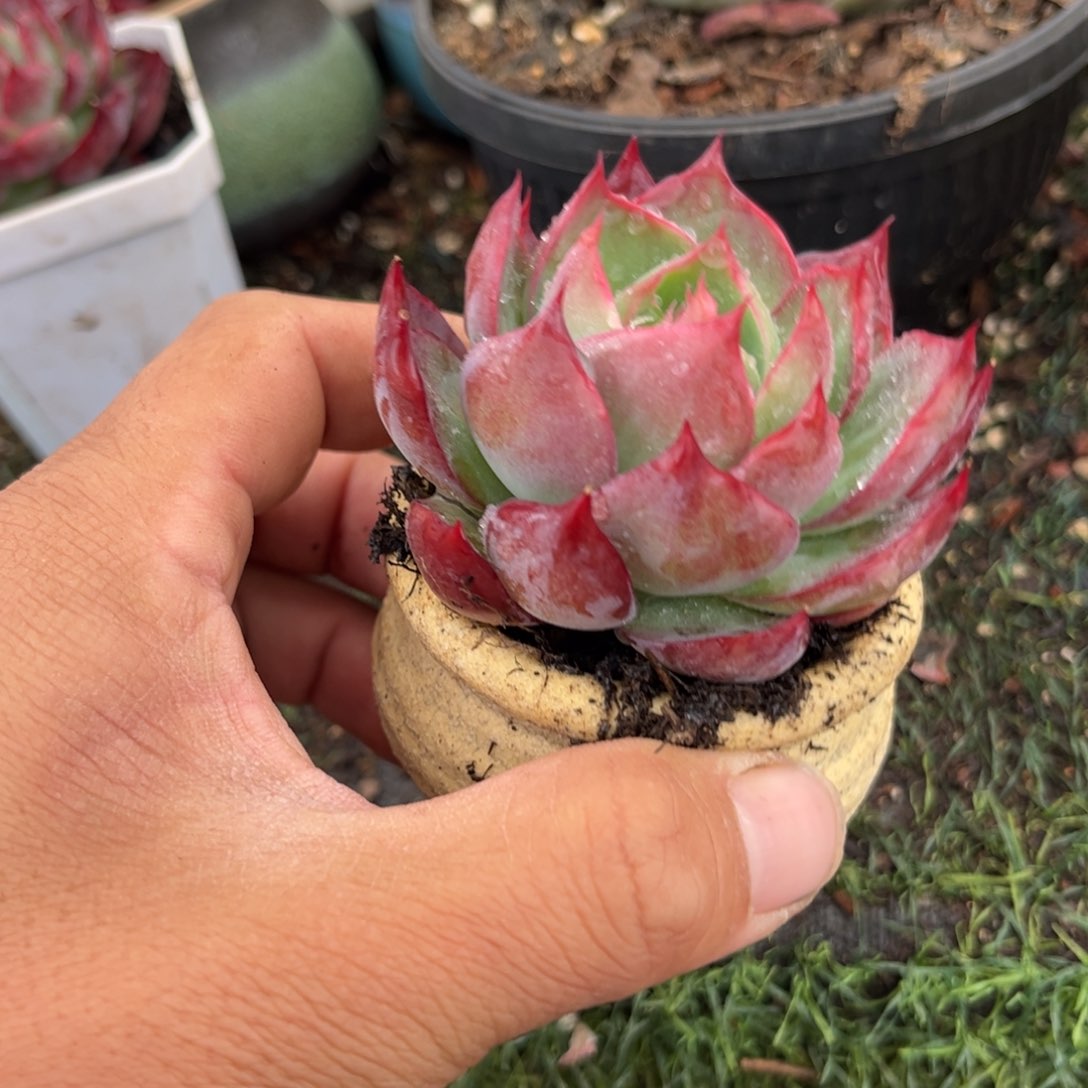 惊鸿一瞥多肉植物都