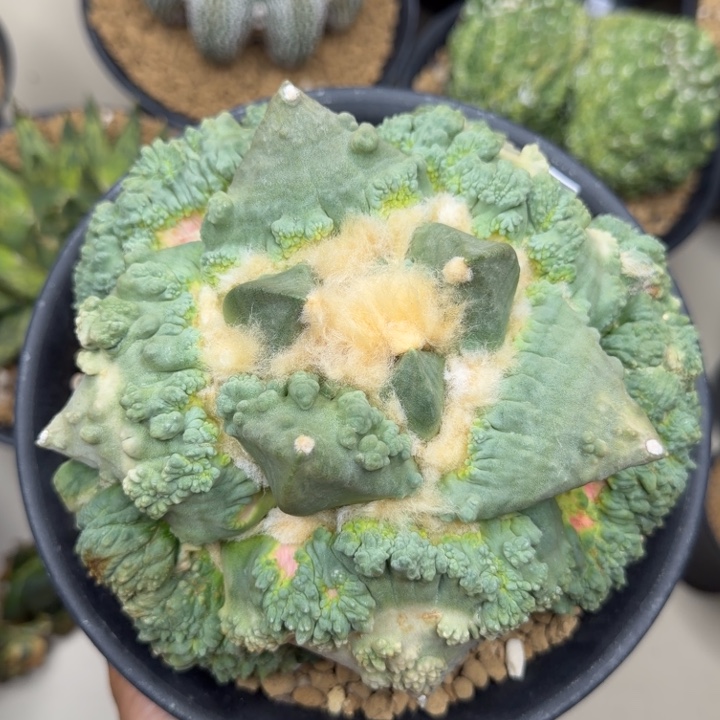 蓝路人达摩外星粉血怒1片叶子10.1cm