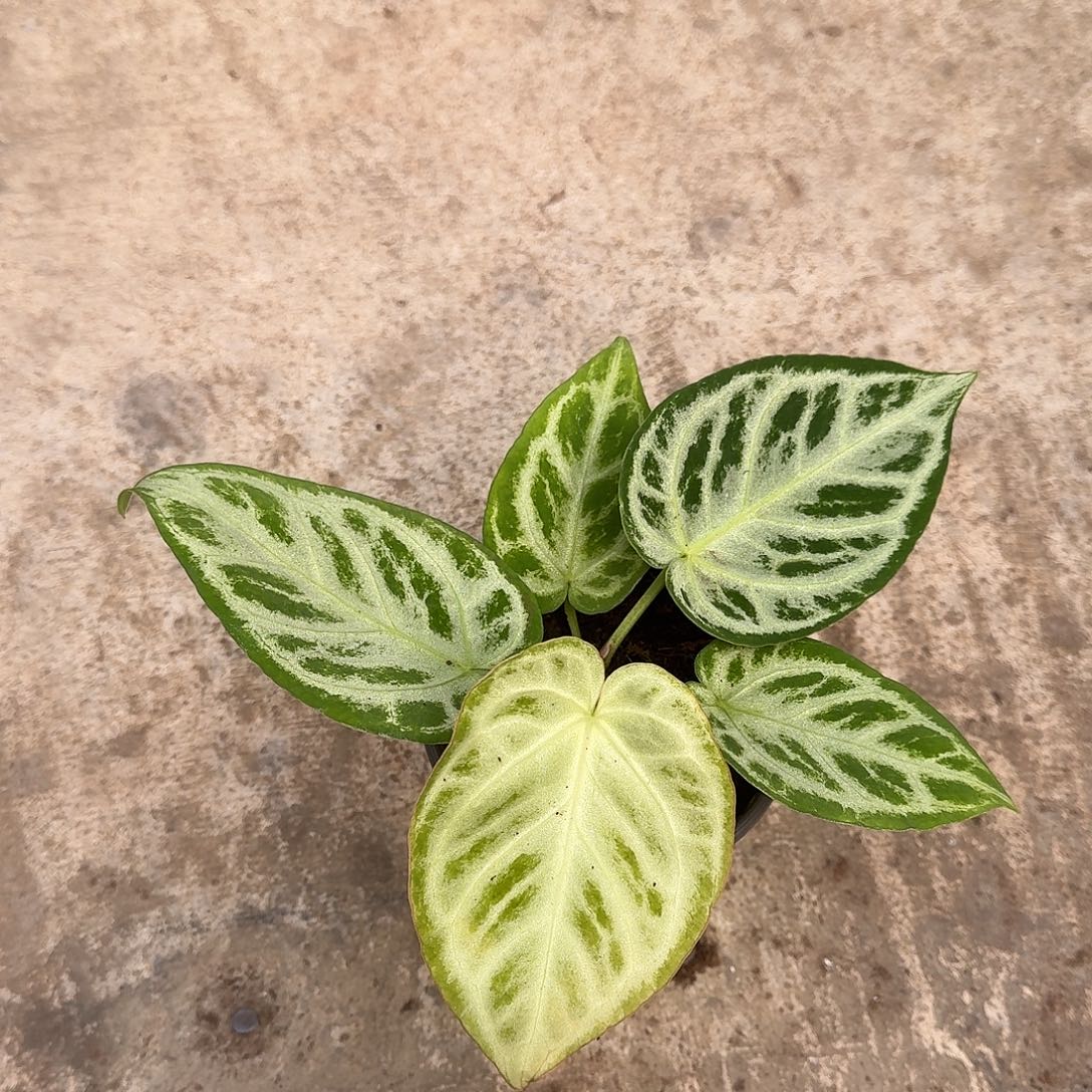 唱***球无花朵一物一拍福利T104