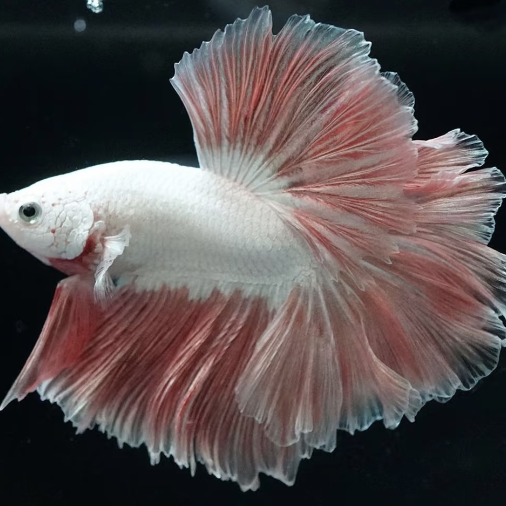 B9（193-216）泰国斗鱼耐活好养小型观赏鱼（直播间选鱼）