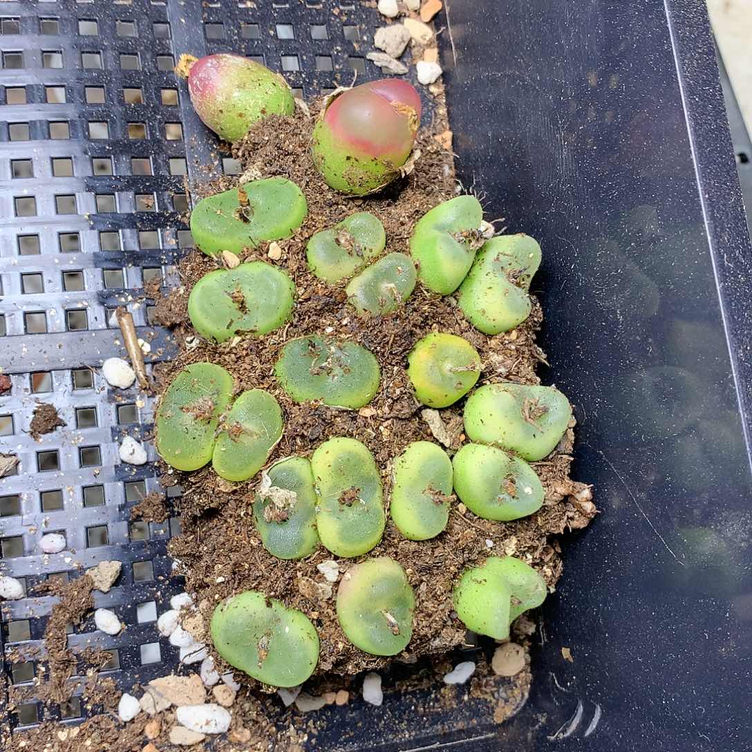 A33多肉植物保护研究所